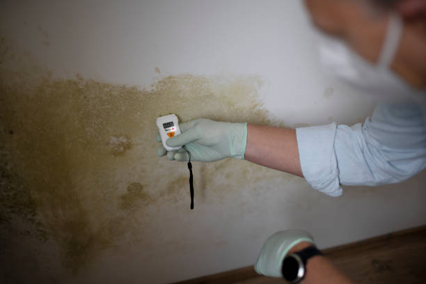 Best DIY Mold Remediation Support Services in Ogallala, NE