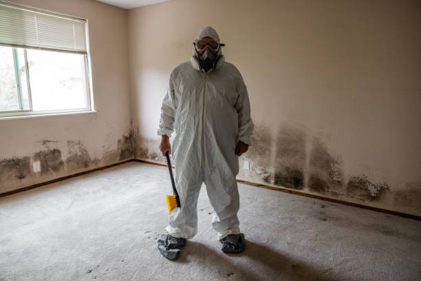 Best Commercial Mold Remediation in Ogallala, NE