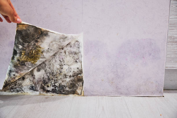 Best Mold Remediation for Schools in Ogallala, NE